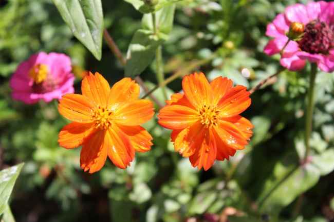 橙色植物花朵图片_0