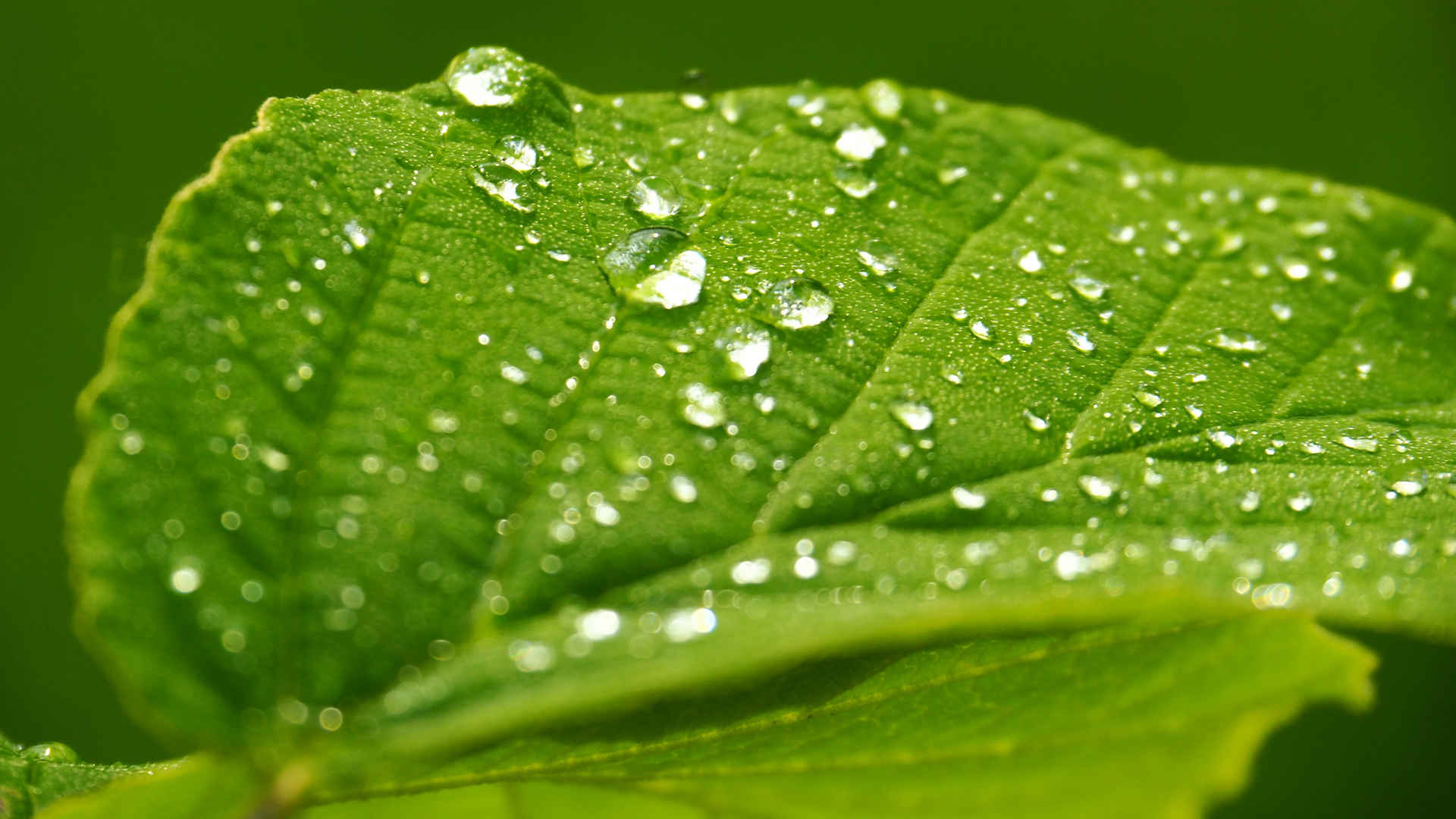 清晨植物上的露水图片