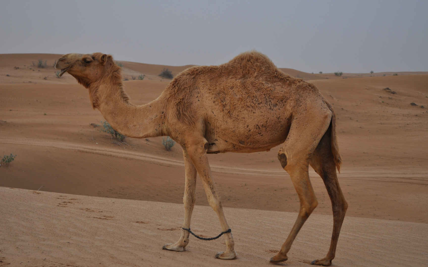 沙漠骆驼视频素材,延时摄影视频素材下载,高清3840X2160视频素材下载,凌点视频素材网,编号:392667