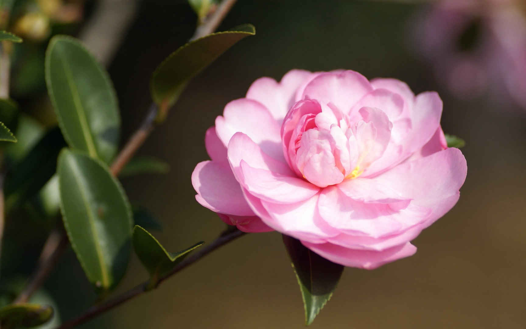 曼佗罗花(山茶花)图片壁纸