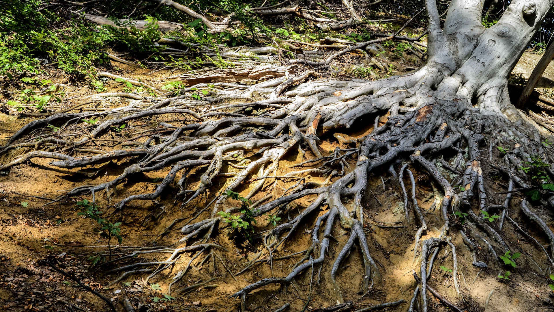 超过 200 张关于“树根”和“自然”的免费图片 - Pixabay