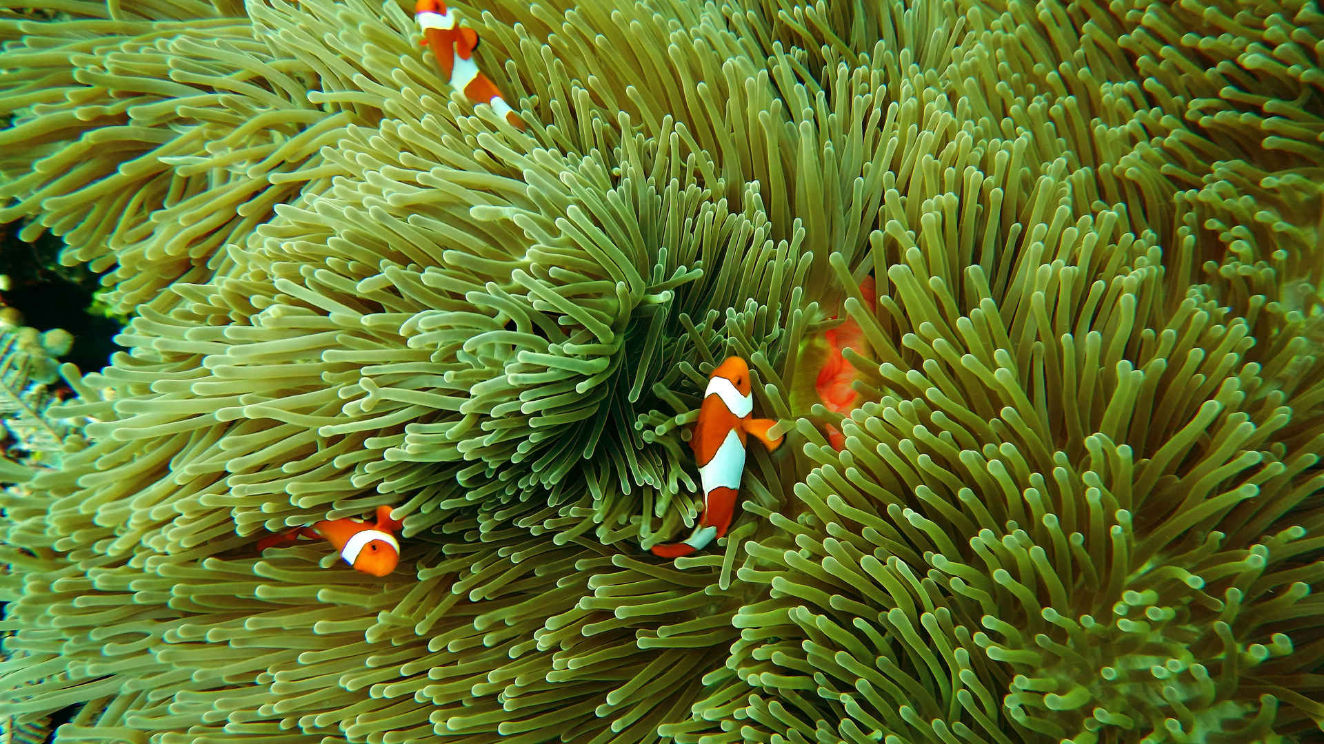 各种各样的海里珊瑚图片