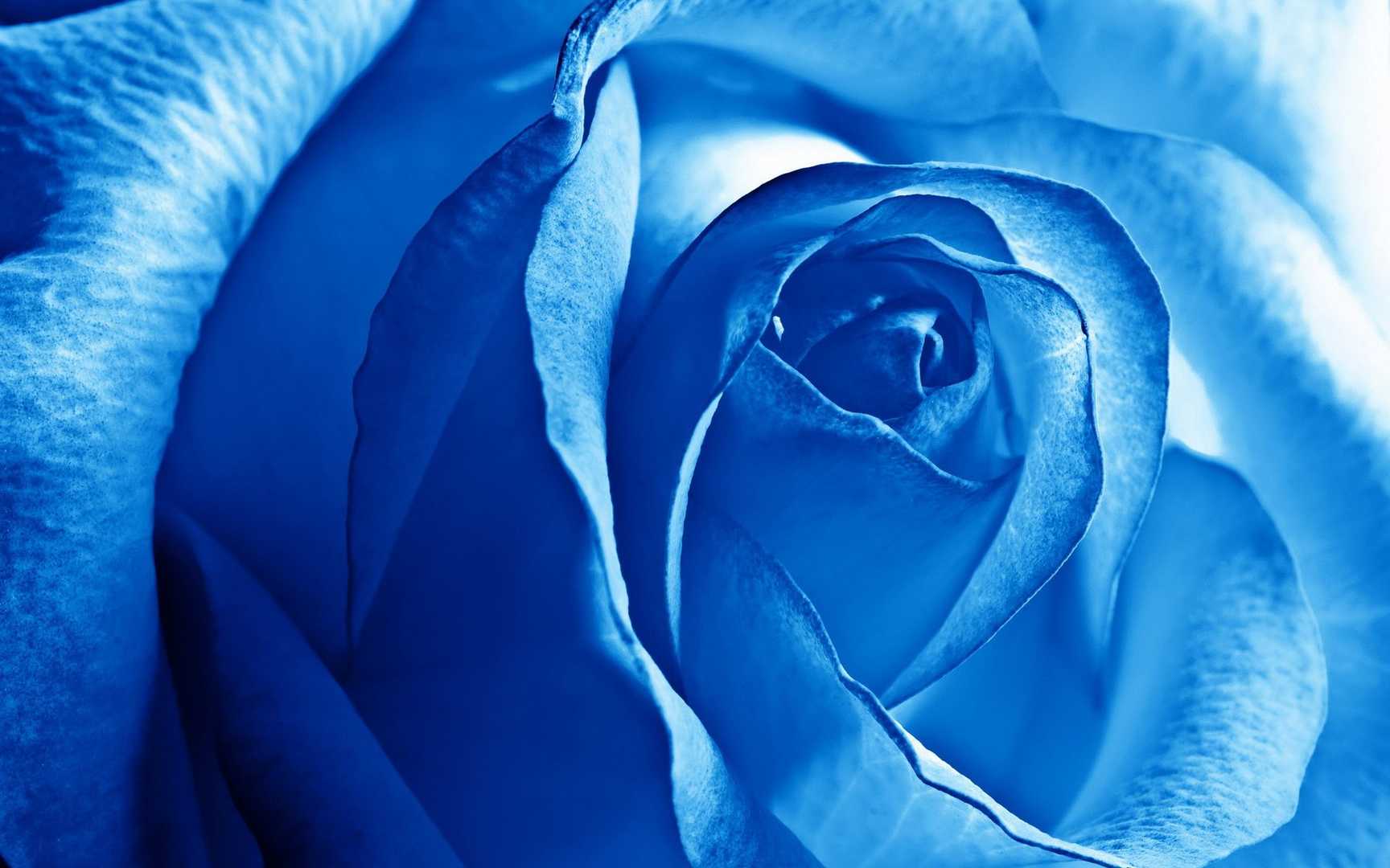 蓝色玫瑰花图片素材-编号16590969-图行天下