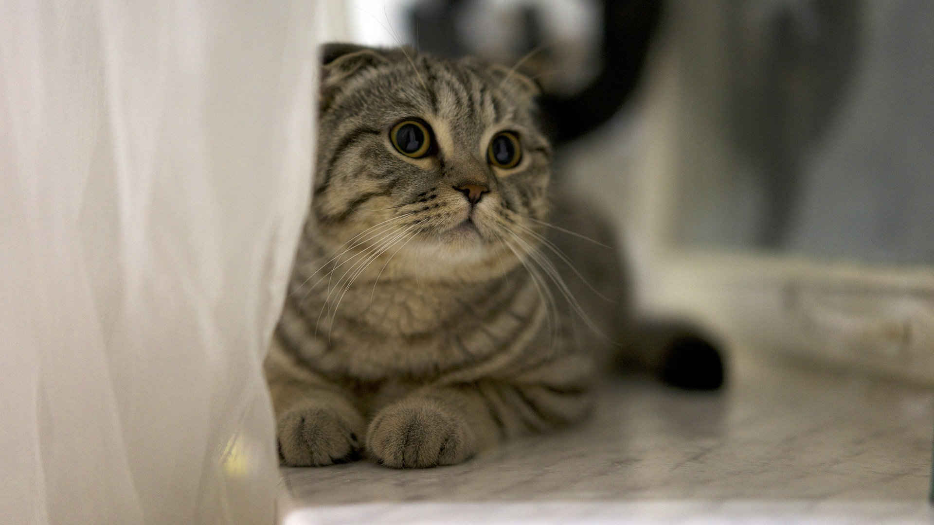 可爱萌萌的小猫咪图片