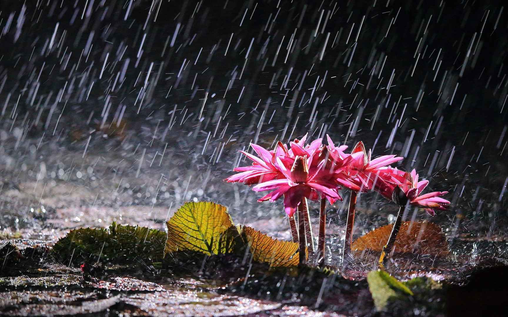 风雨中的花儿花瓣图片