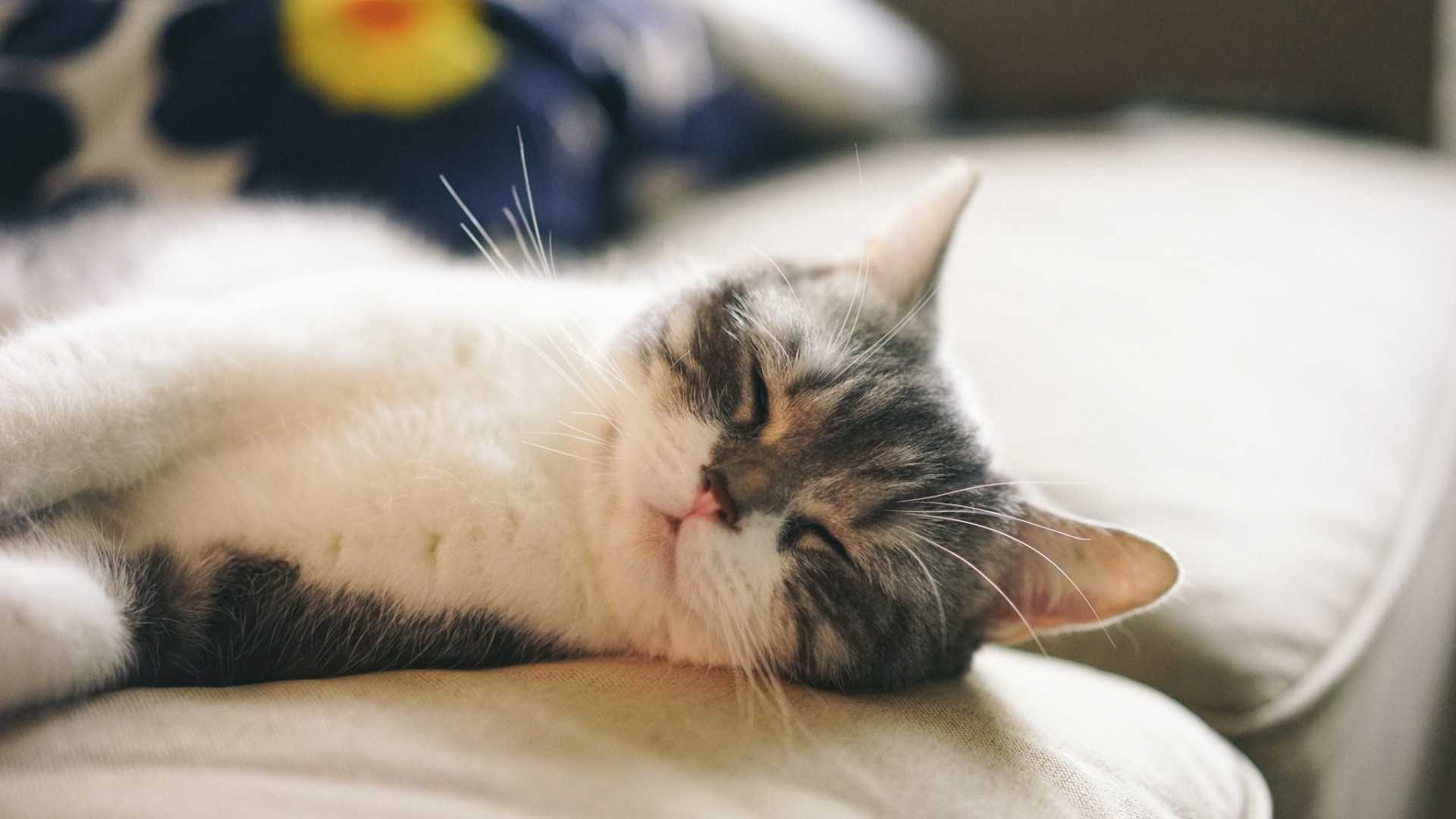可爱猫咪睡姿图片