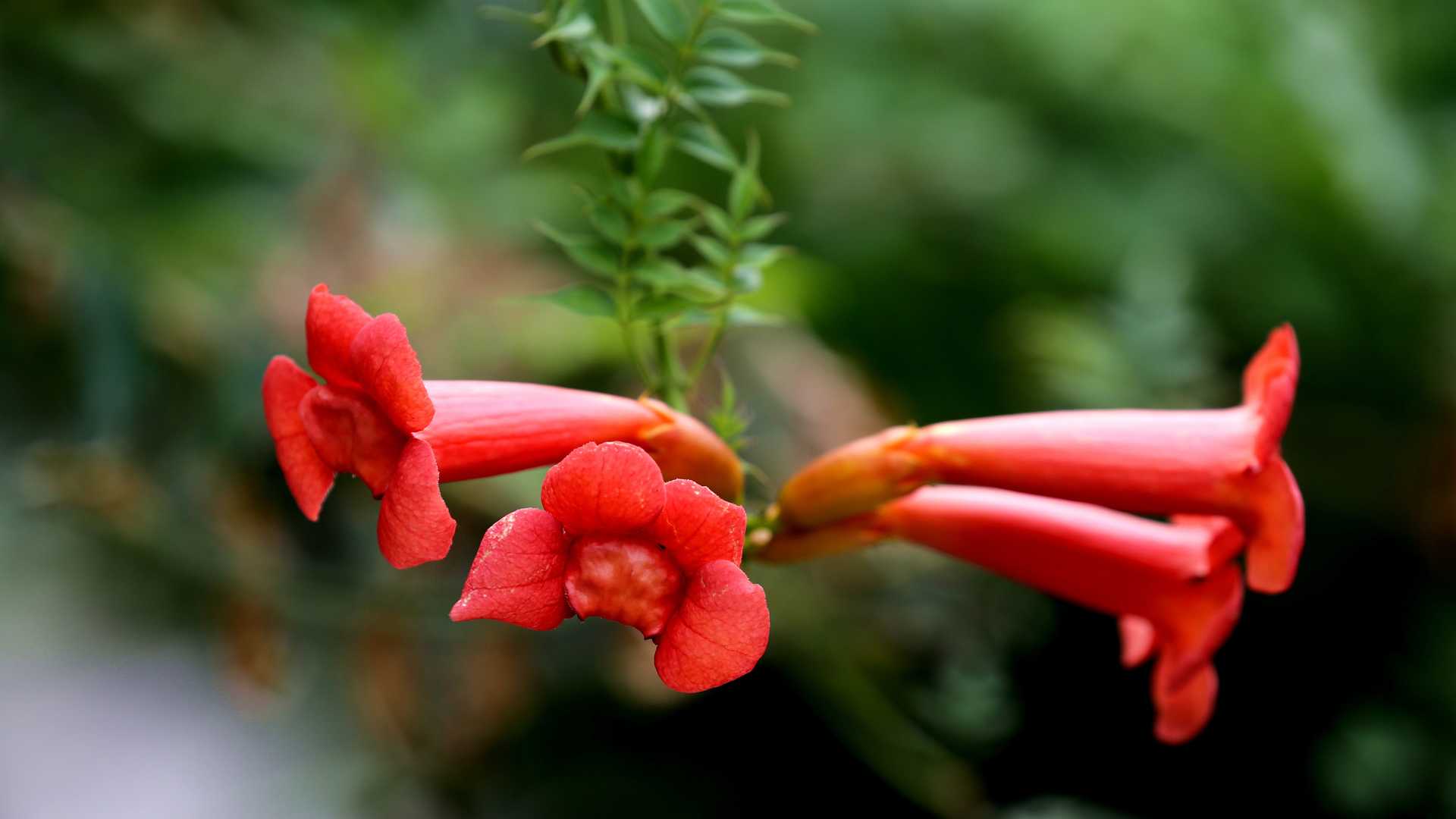 5k高清凌霄花图片