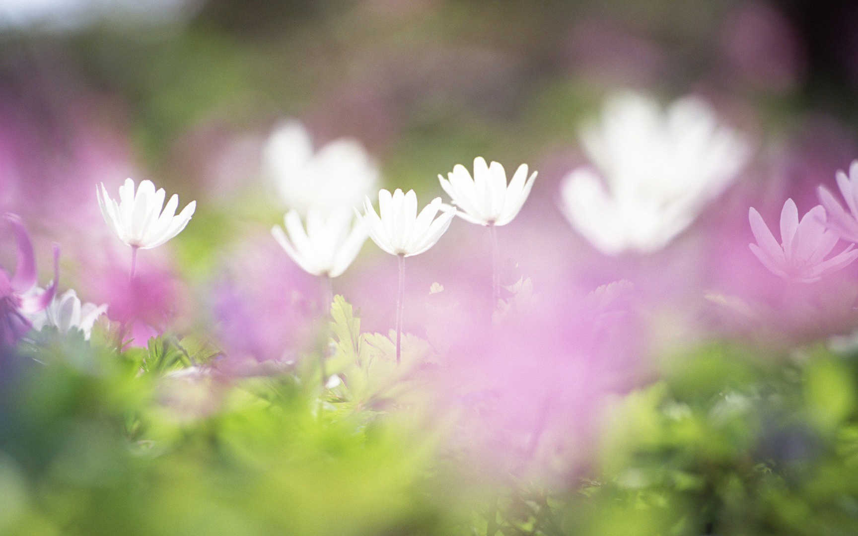 精致唯美鲜花桌面壁纸