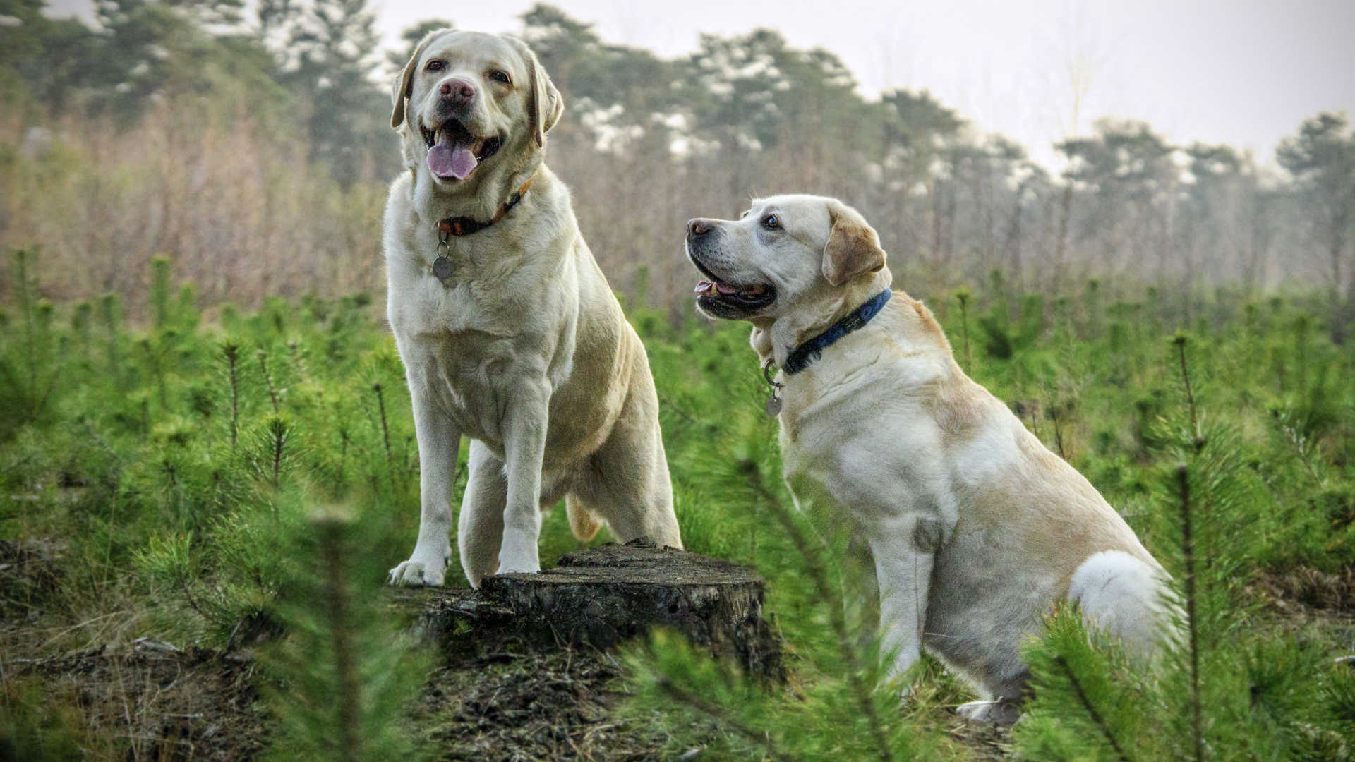 拉布拉多犬图片