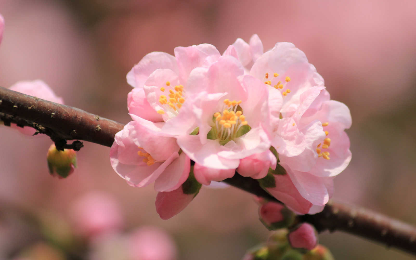 淡雅杏花图片壁纸