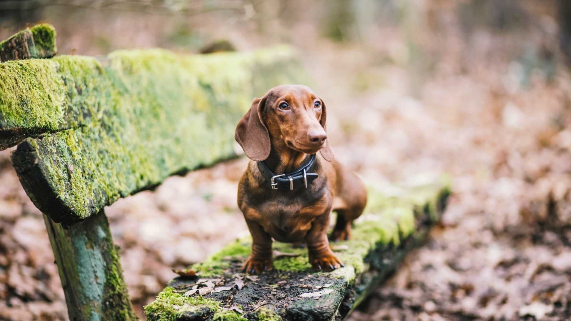 腊肠犬图片