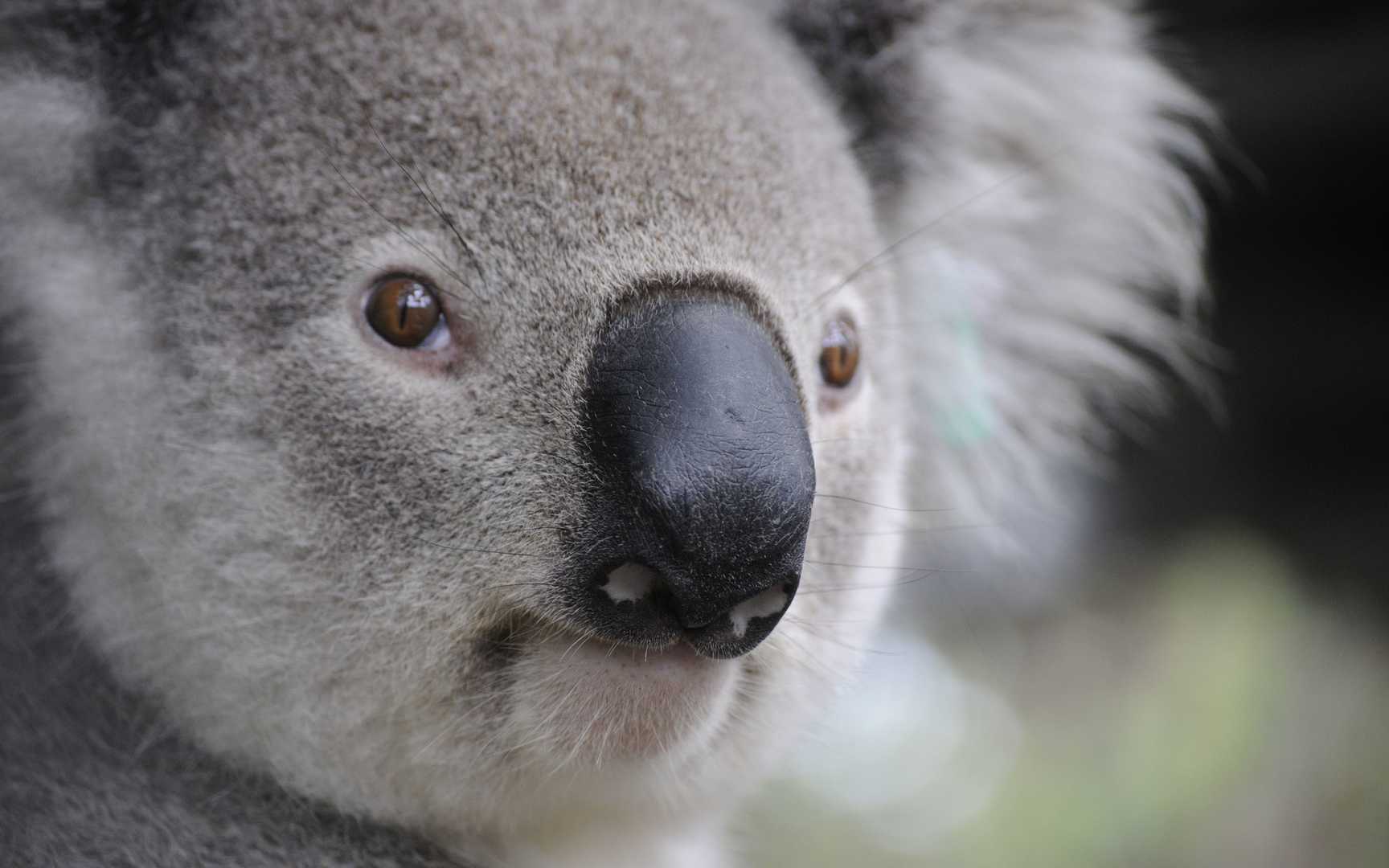 File:Cutest Koala.jpg - Wikipedia