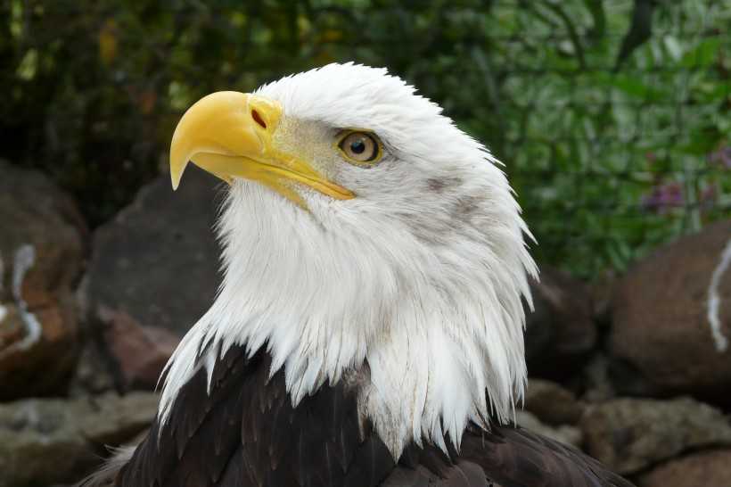 美国国鸟白头海雕头部图片