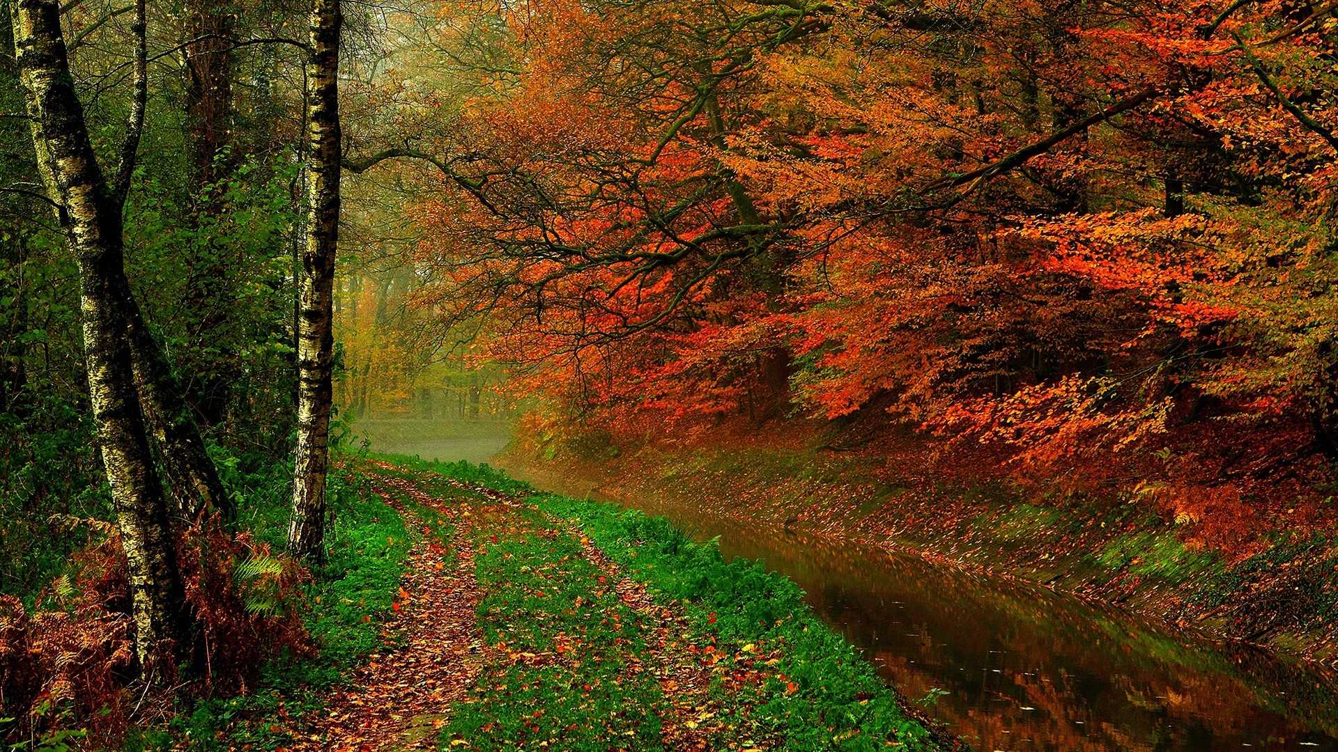 秋季 叶子 金色的秋天 森林 树 颜色图片下载 - 觅知网