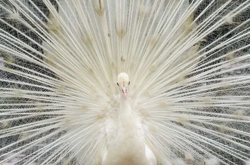 美丽端庄的白孔雀图片 动物图片 网页图库手机版