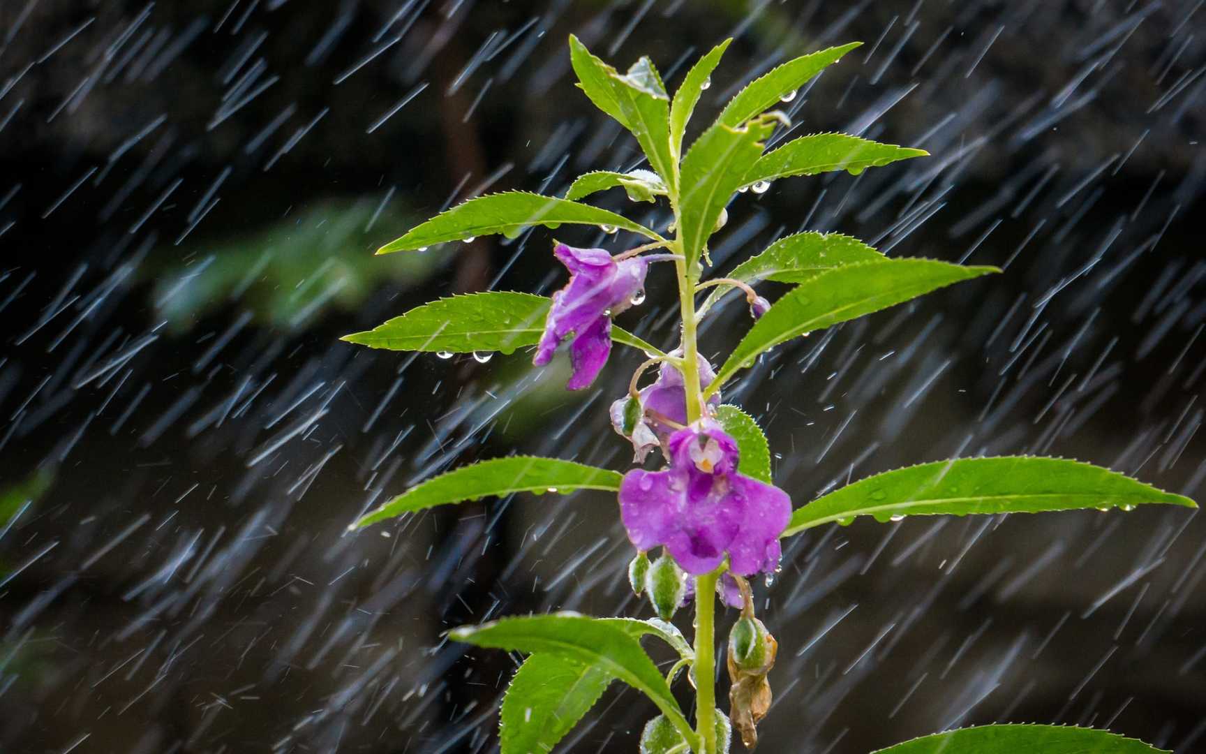 风雨中的花儿花瓣图片