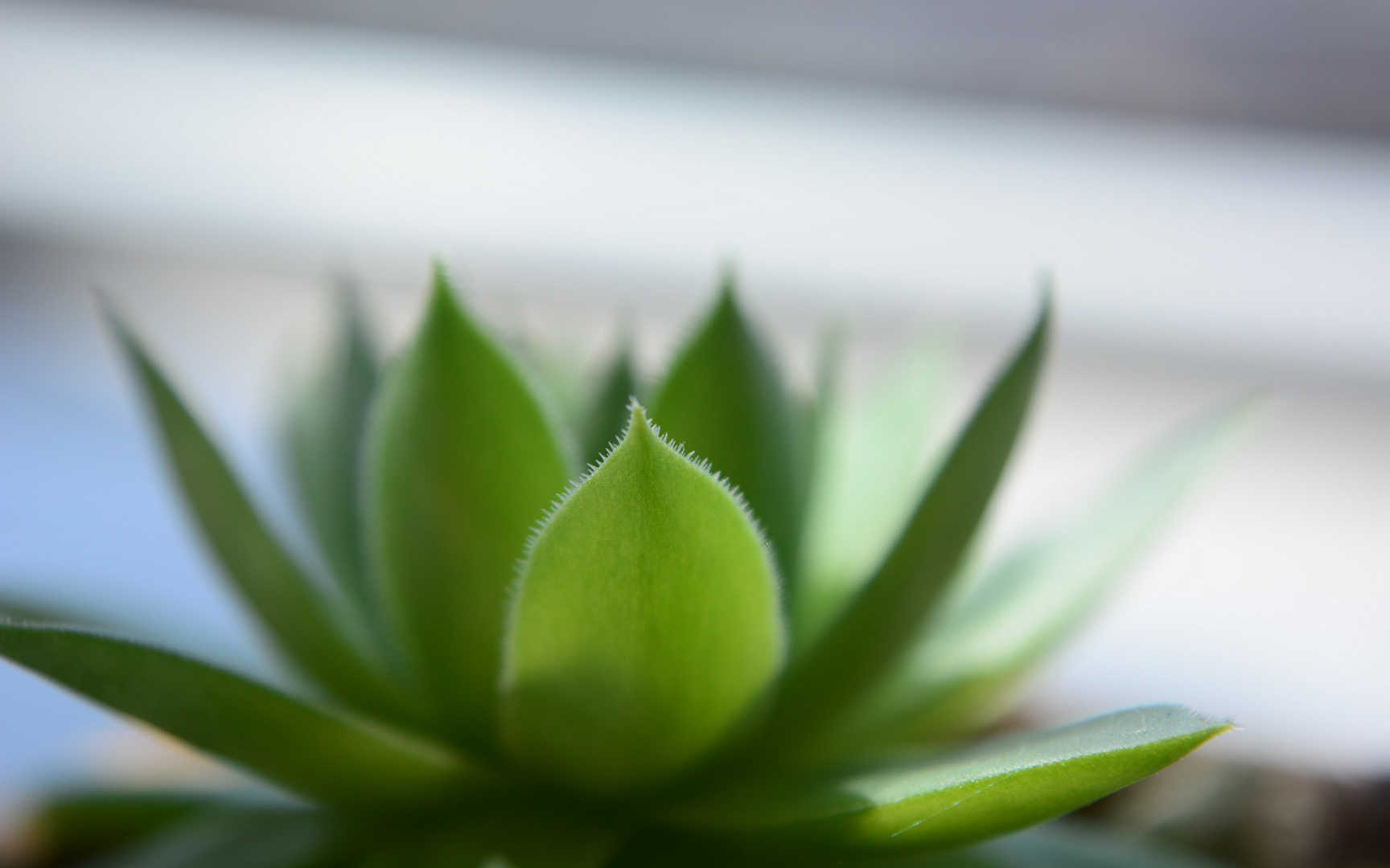 多肉植物盆栽图片