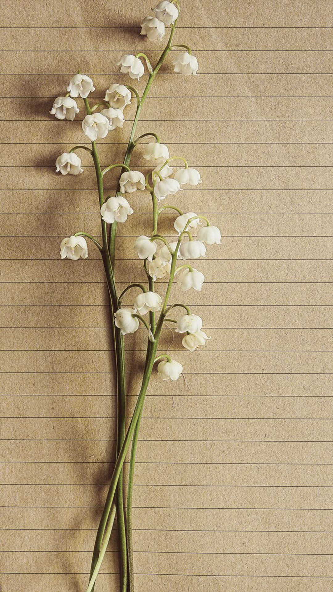 唯美好看的花卉图片手机壁纸