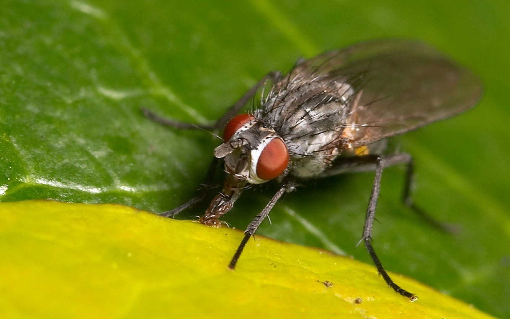 昆虫苍蝇图片桌面壁纸