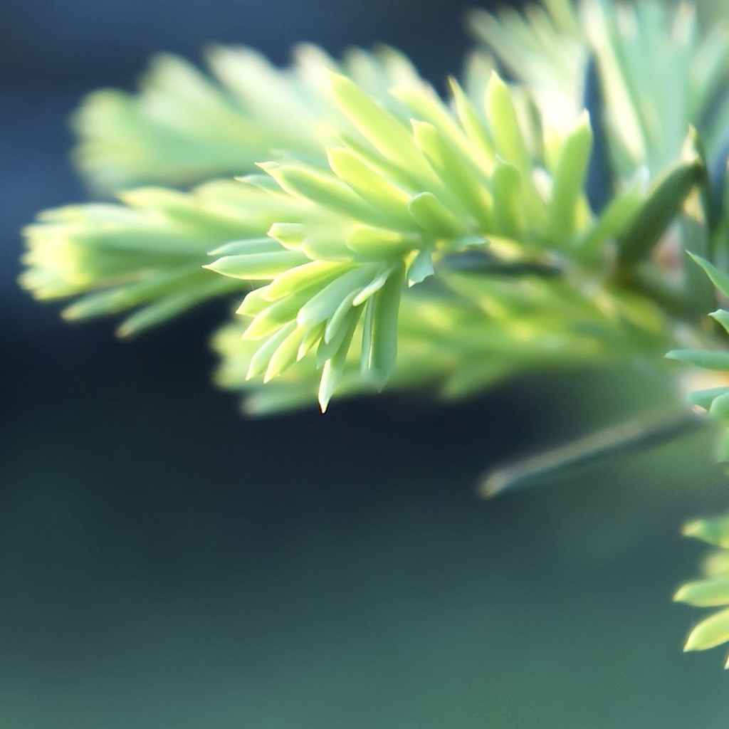 唯美植物摄影图片苹果平板壁纸图片