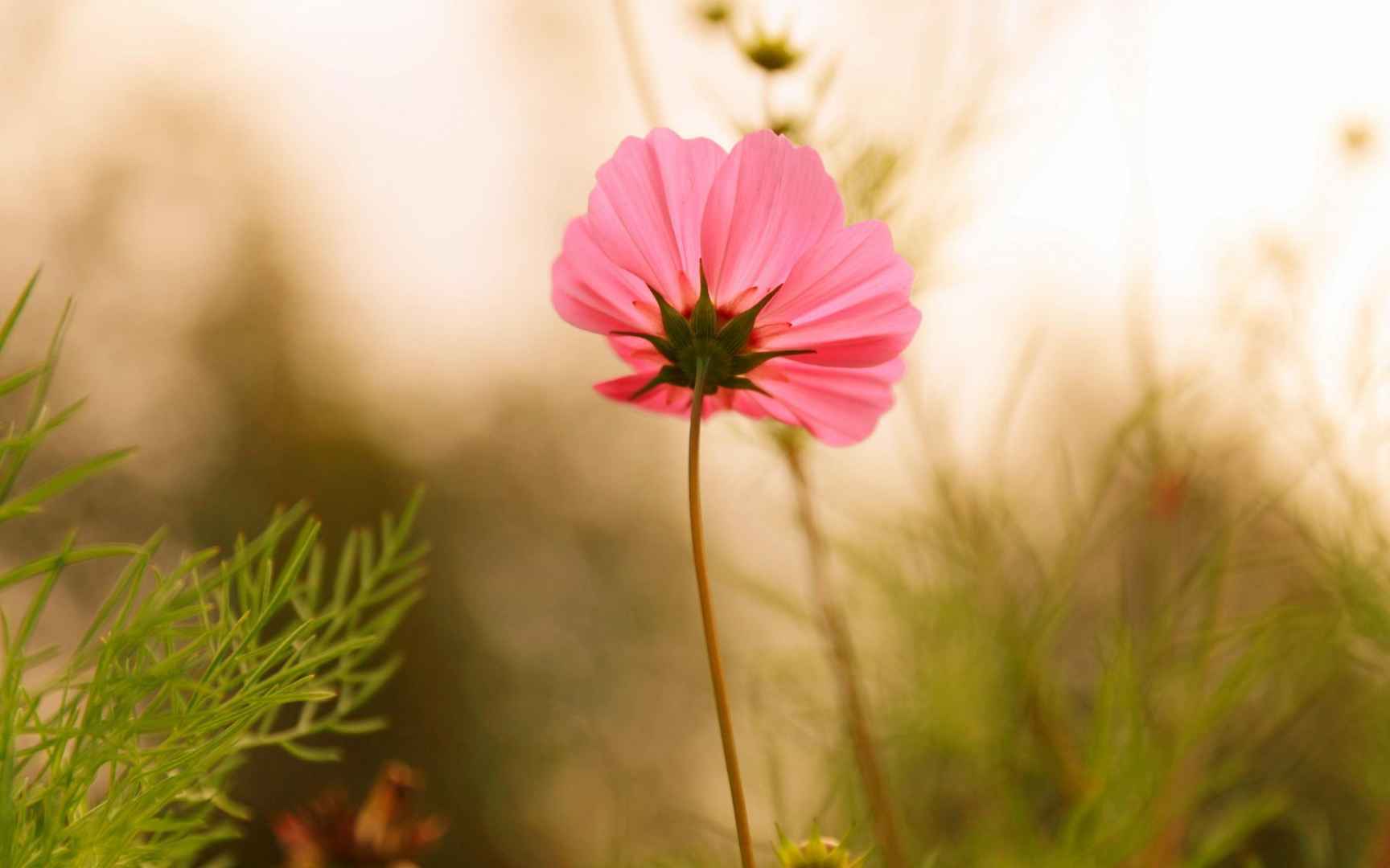 格桑花花语图片壁纸