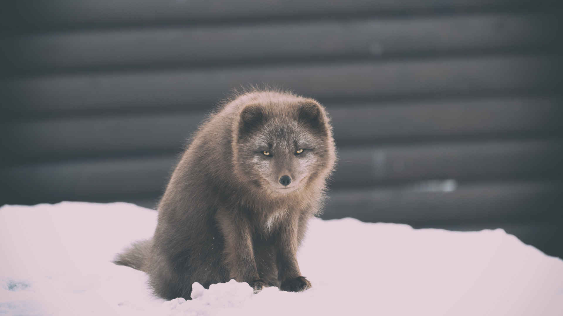 狐狸白狐图片