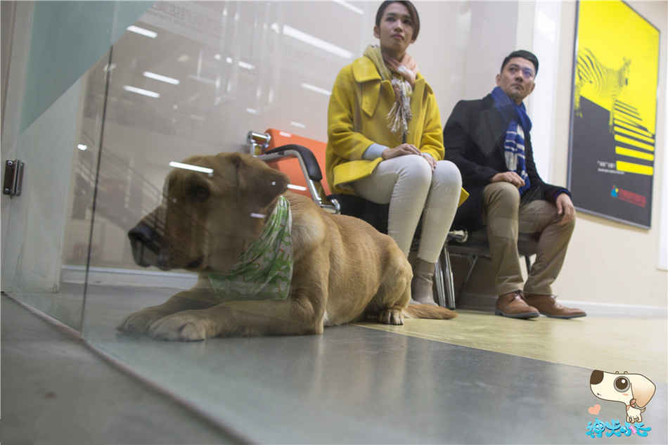 《神犬小七》剧照 小七痛失妈妈