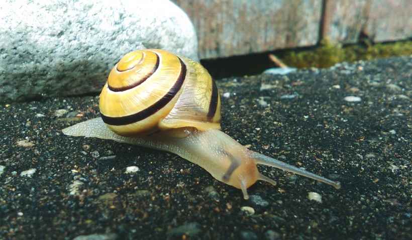 行动缓慢的蜗牛图片