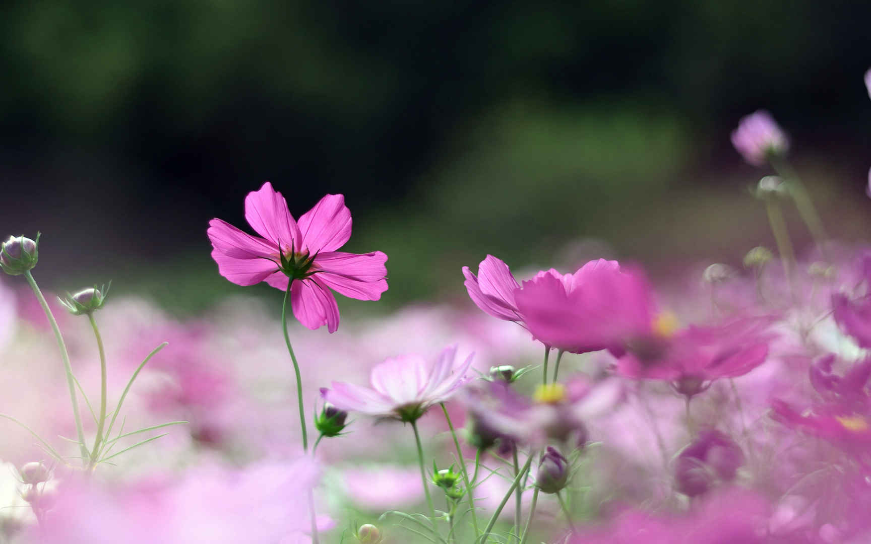 格桑花花语图片壁纸