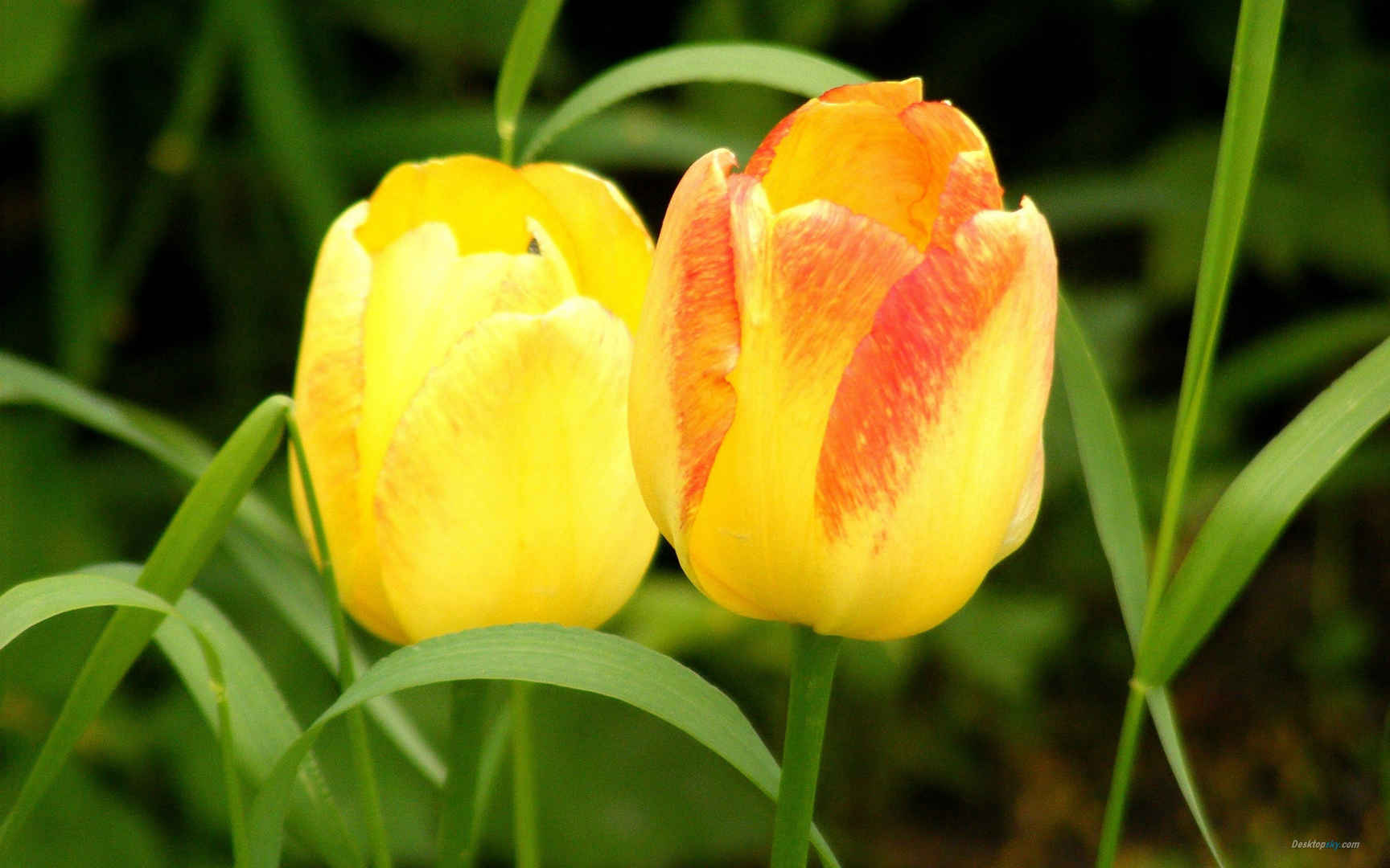 郁金香花语高清桌面壁纸