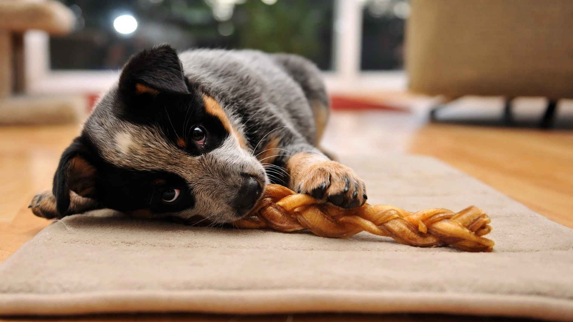 澳洲牧牛犬图片