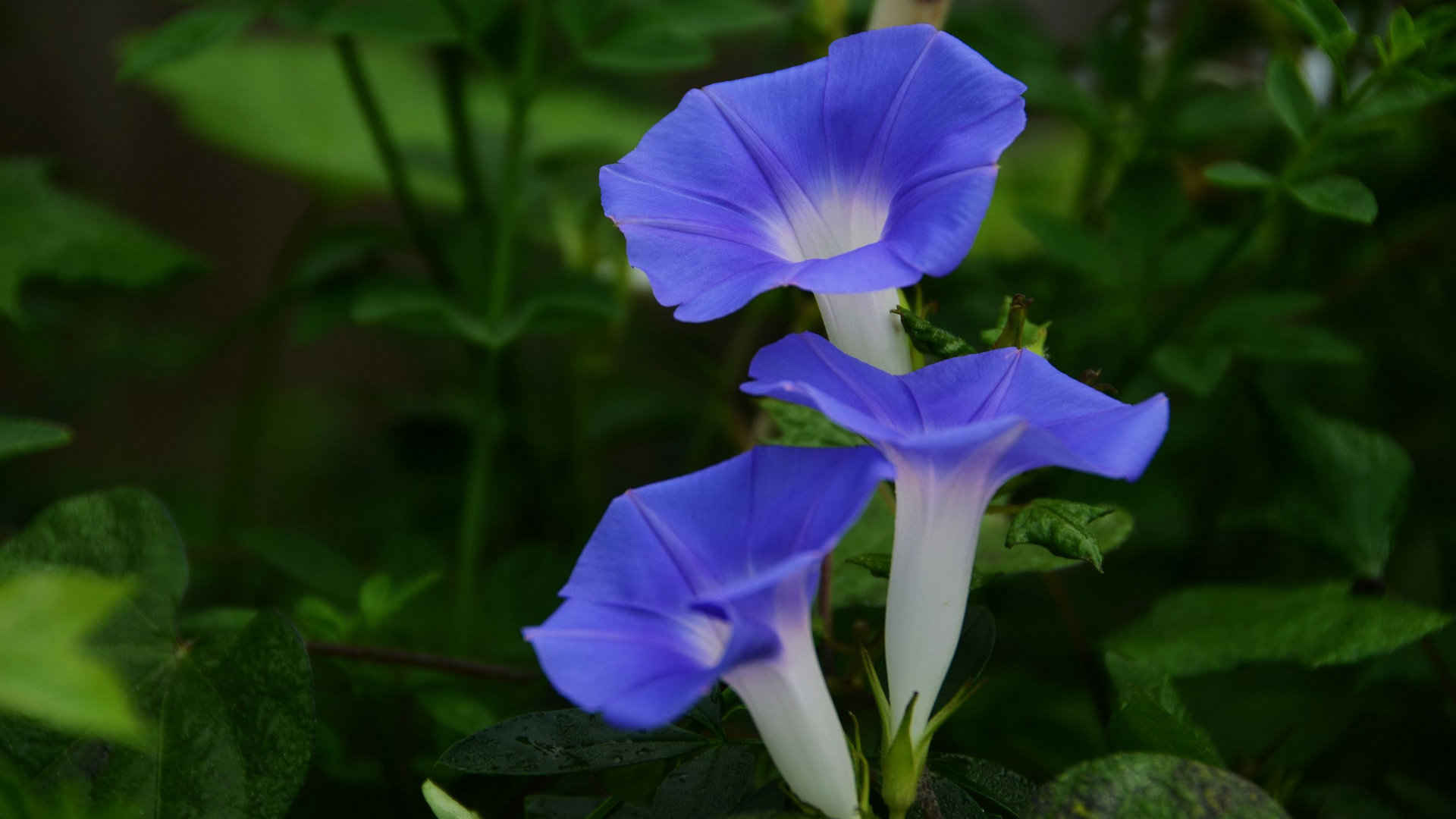 喇叭花(牵牛花)图片