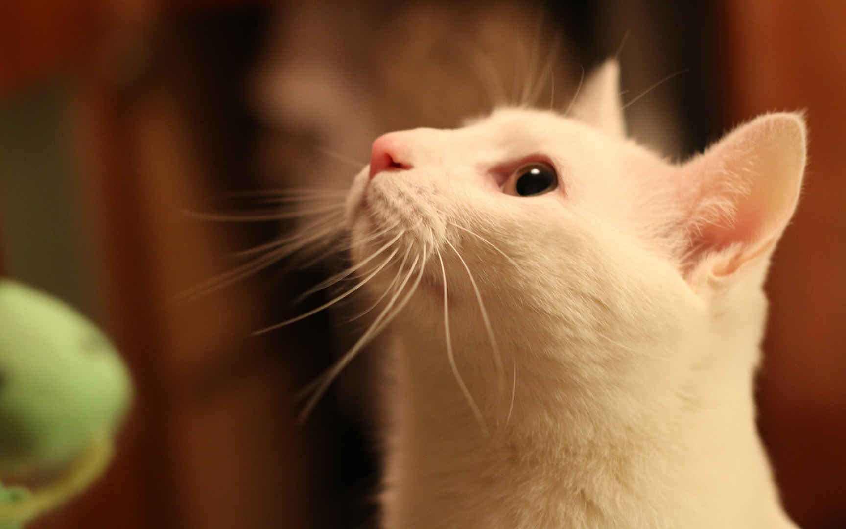 白色小猫咪图片