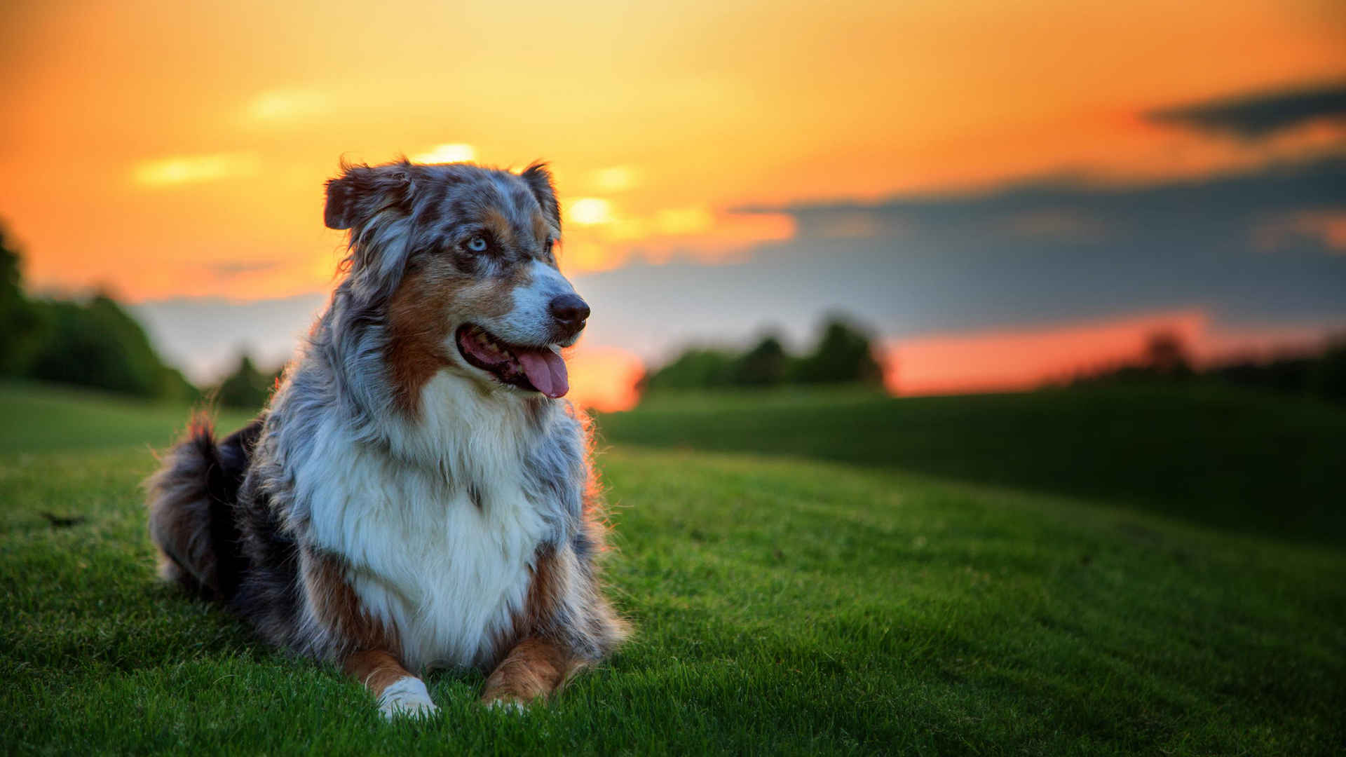 名狗名犬图片大全