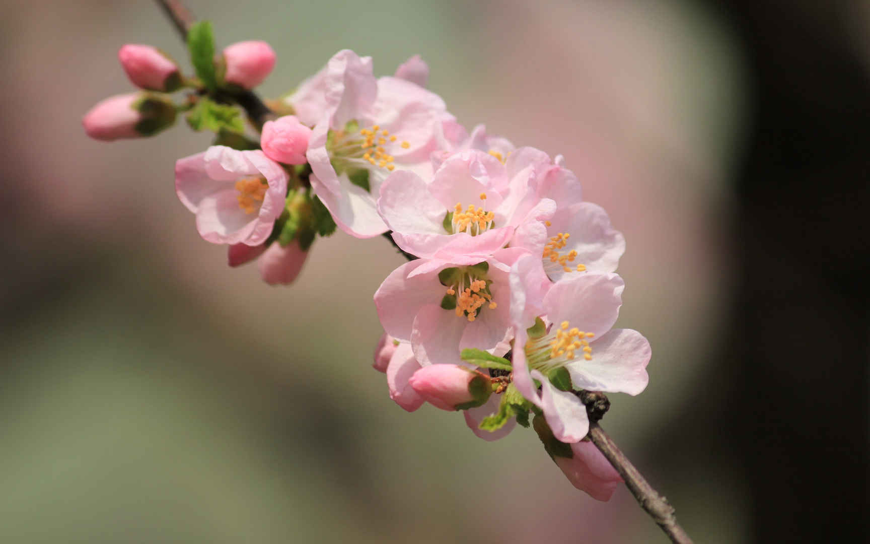 淡雅杏花图片壁纸