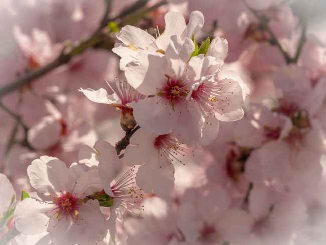 桃花花朵摄影图片