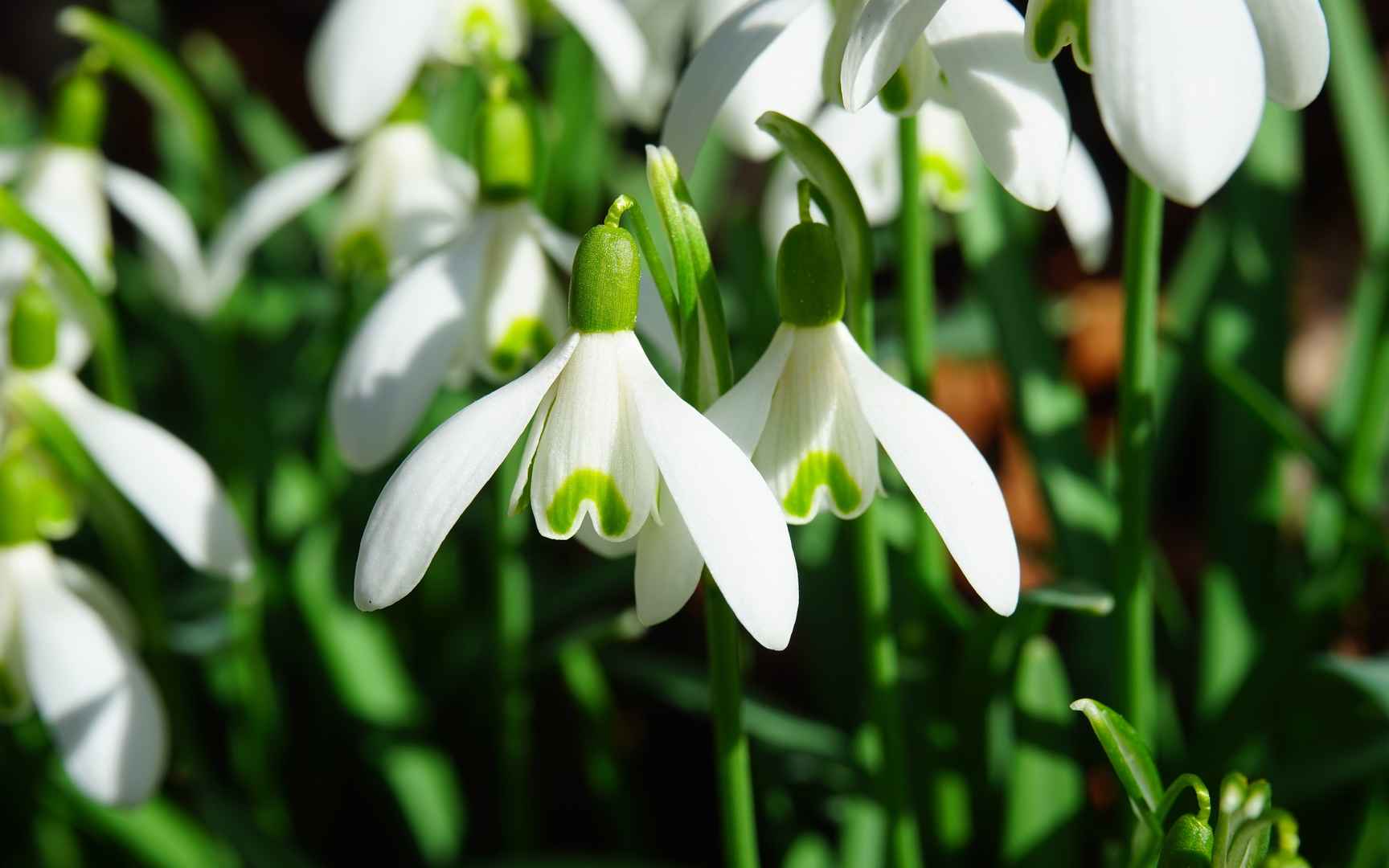 雪花莲、雪滴花、雪铃花