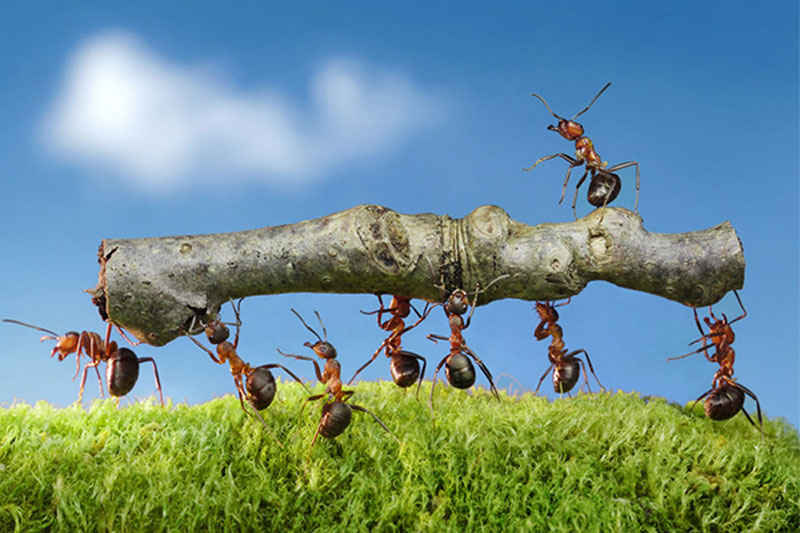 群体性的蚂蚁图片