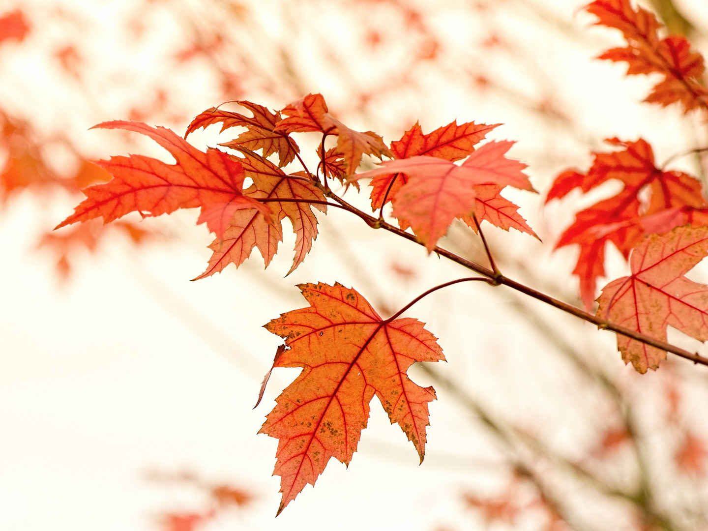 秋天的树叶唯美高清图片平板壁纸