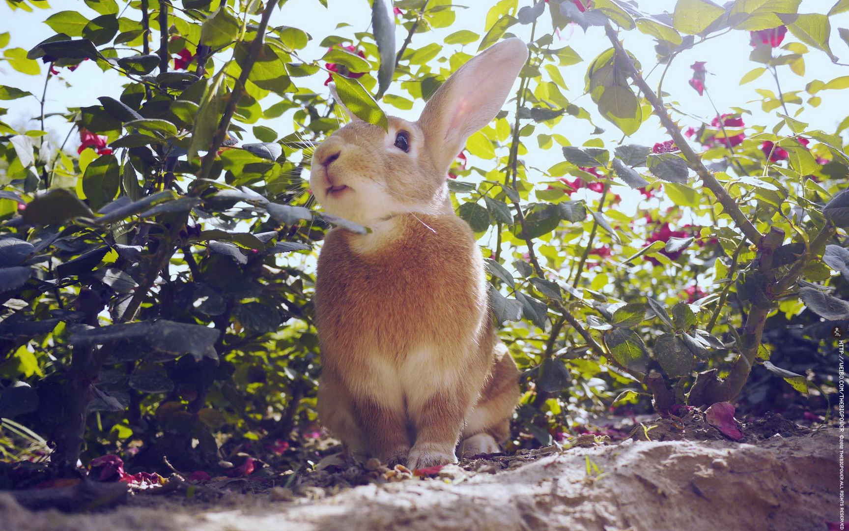 萌兔子“史大力”图片壁纸