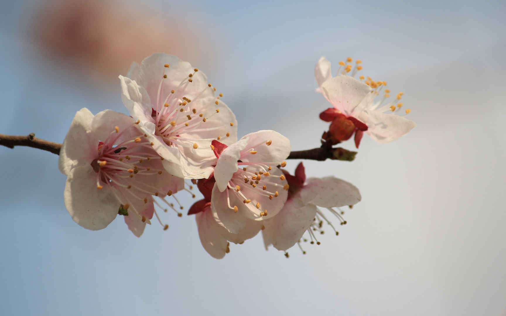 淡雅杏花图片壁纸