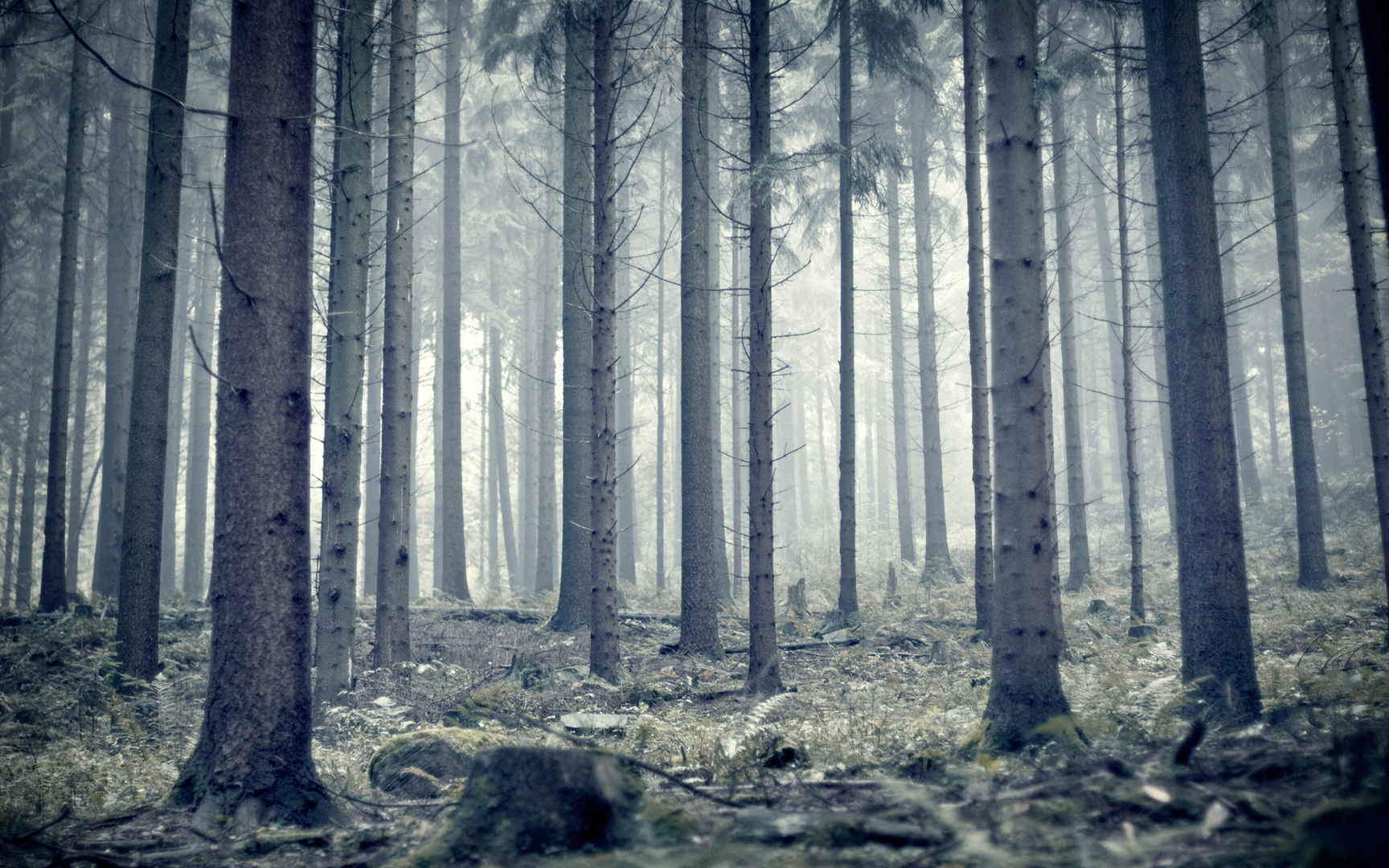 森林树木风景