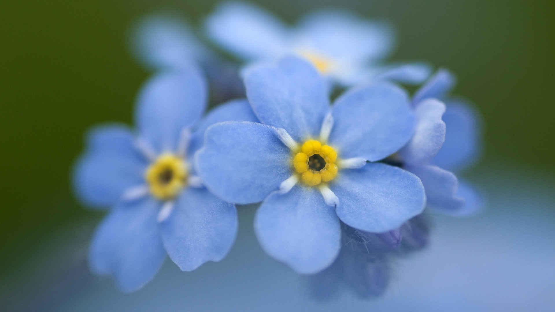 柔美高清的花儿图片壁纸