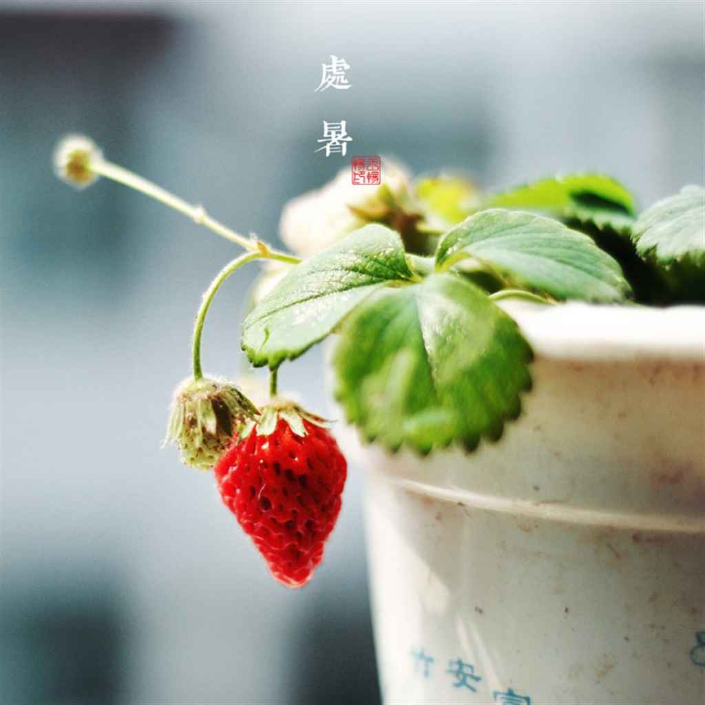 二十四节气之处暑安卓平板壁纸