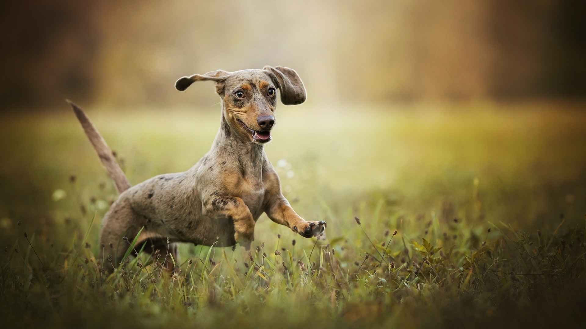 腊肠犬图片