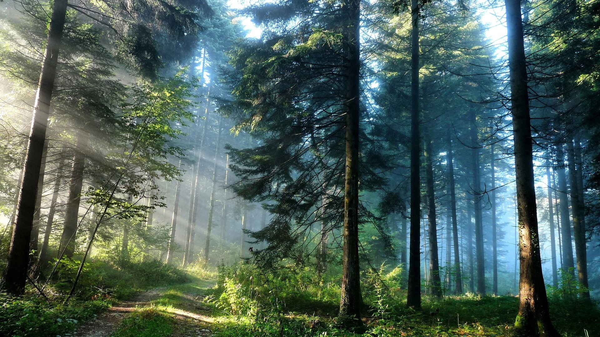 森林树木风景