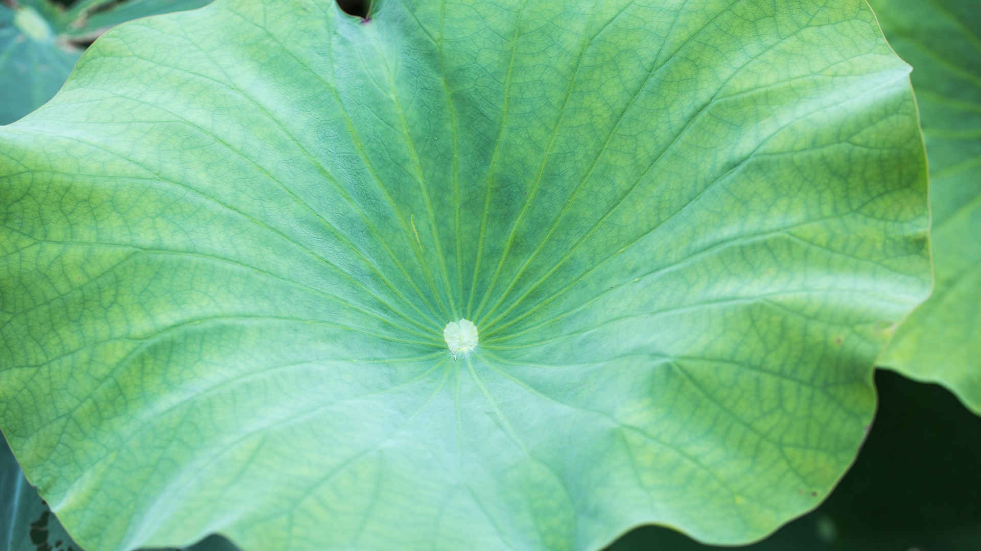 荷叶上的水珠露珠图片