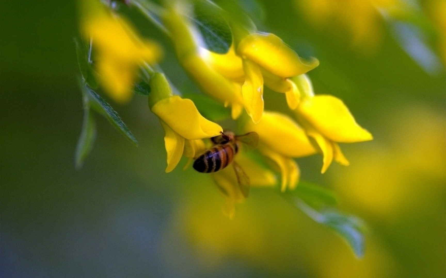 好看的槐花图片