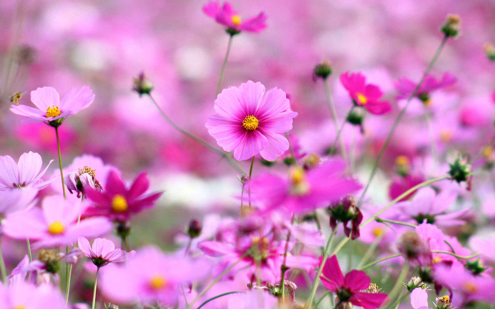 格桑花花语图片壁纸