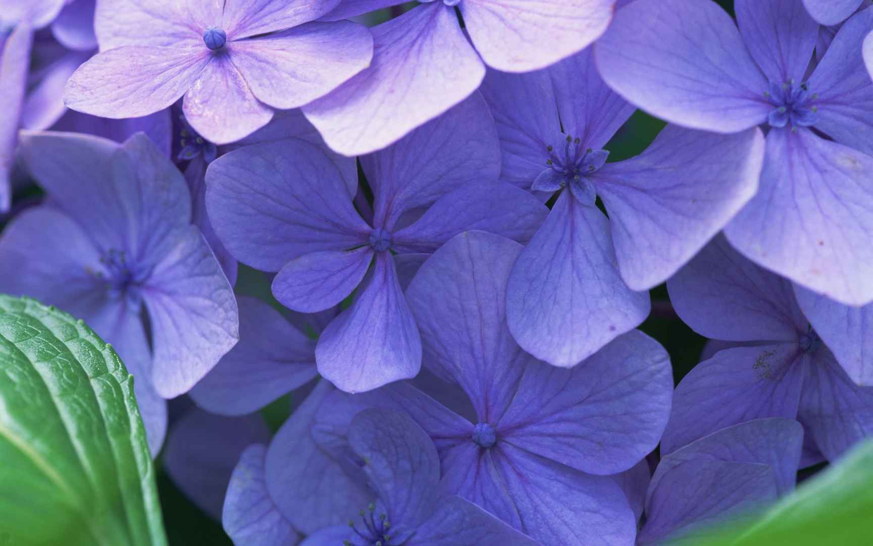 好看的紫色花丛图片